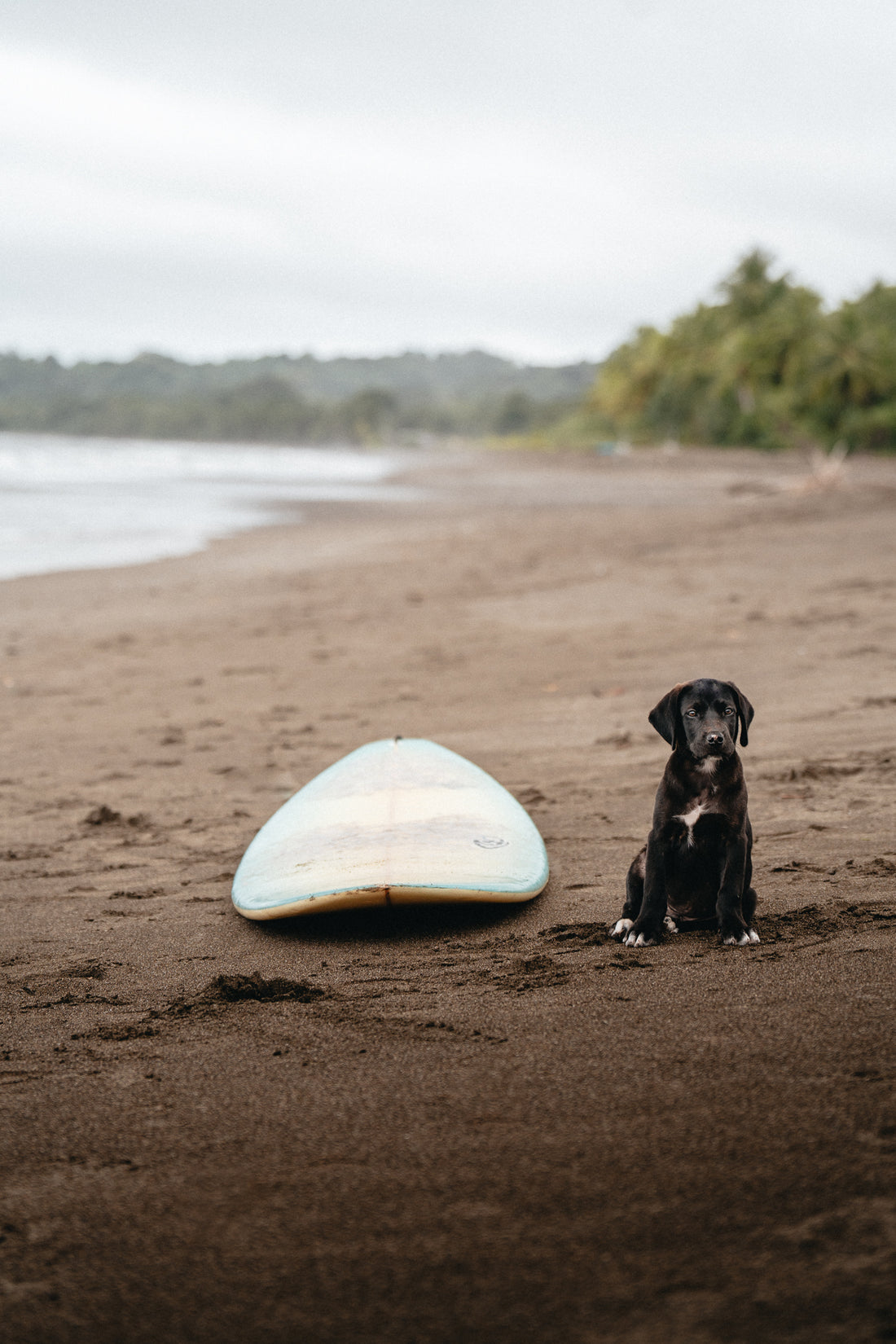 Dog on a beach next to a surf board.