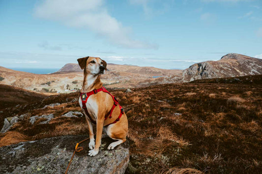 Dog on hiking trip in Norway with Gutsy dogsnacks, hondenvoer, Gutsy