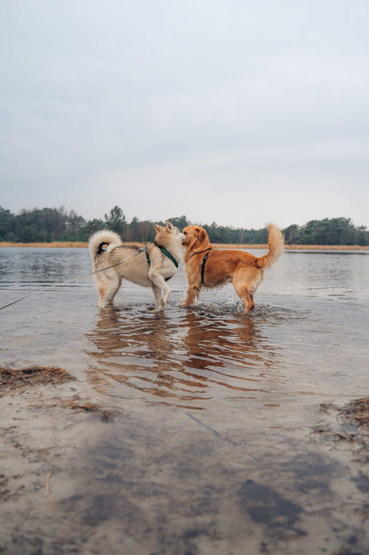 2 dogs playing in the water.