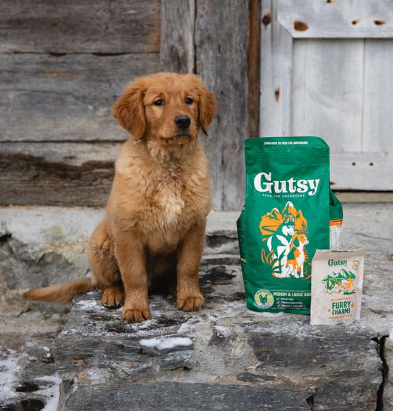 Golden retriever puppy naast een zak Gutsy hondenvoer