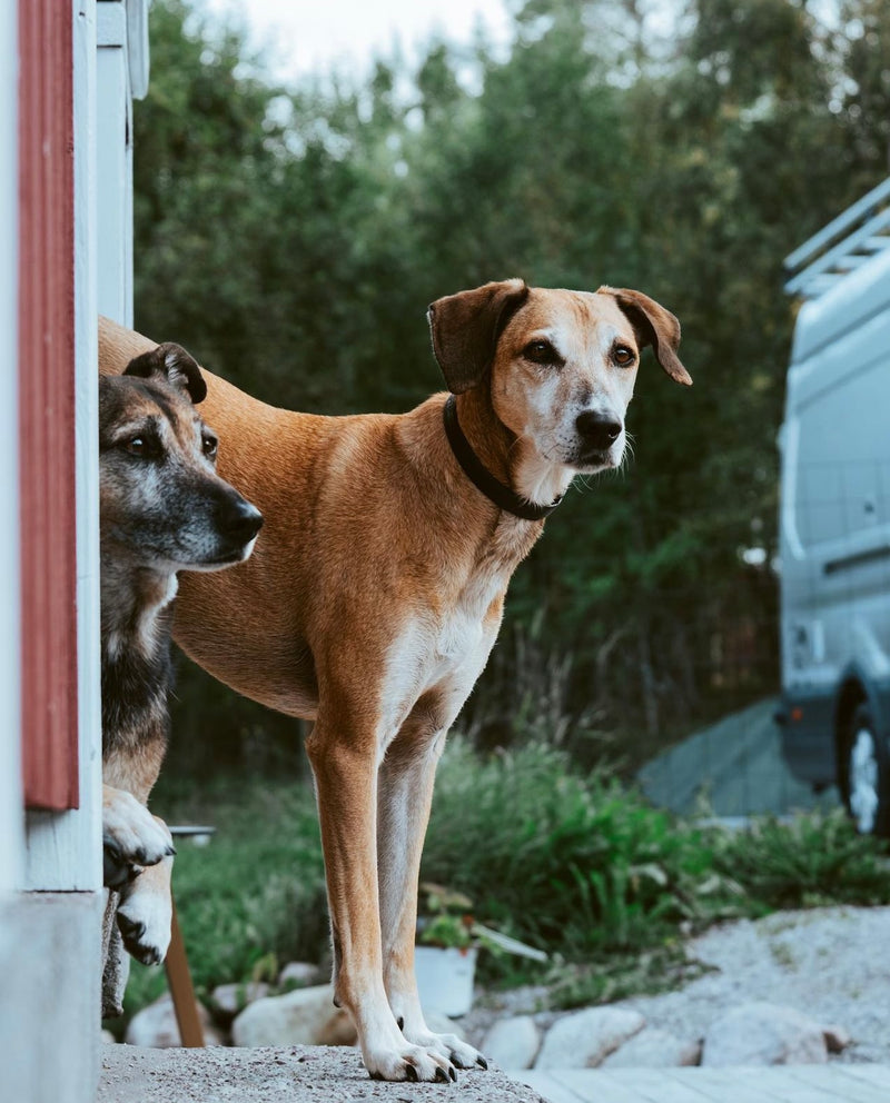 Twee honden buiten op een zonnige dag