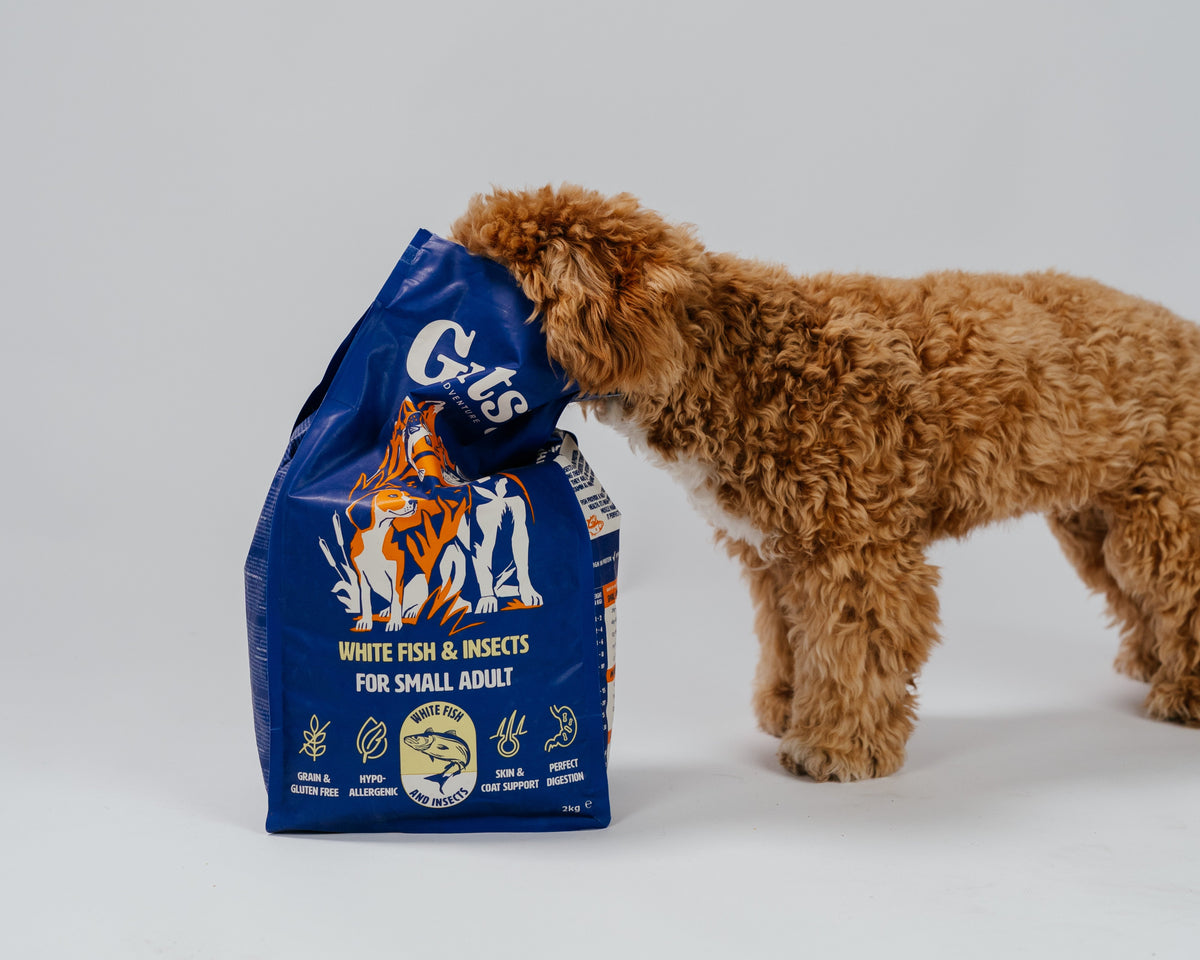 Hond snuffelt in een zak Gutsy White Fish & Insects hondenvoer